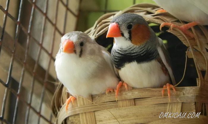 Panduan Dasar Penangkaran Burung Finch OM KICAU