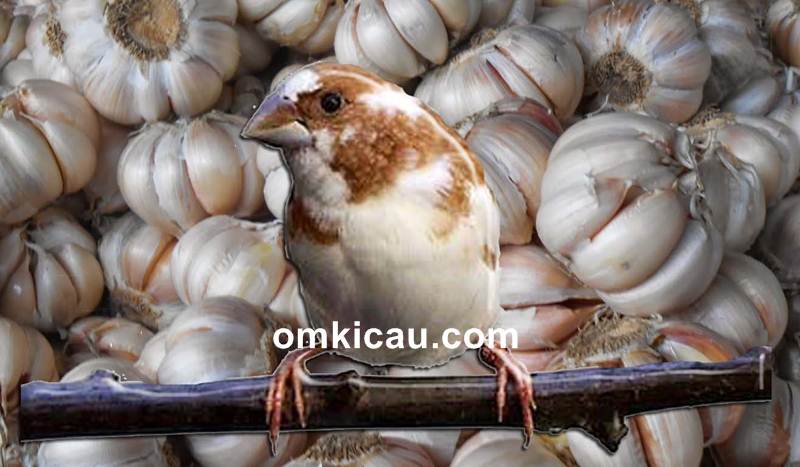 Khasiat bawang putih bagi burung peliharaan