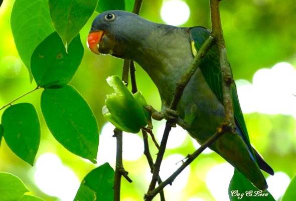 Burung yang memakan buah belimbing