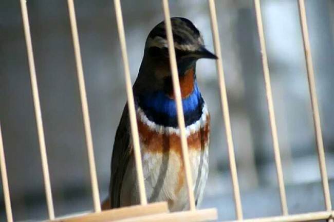 Burung bluethroat yang popular di beberapa negara di Asia sebagai burung peliharaan