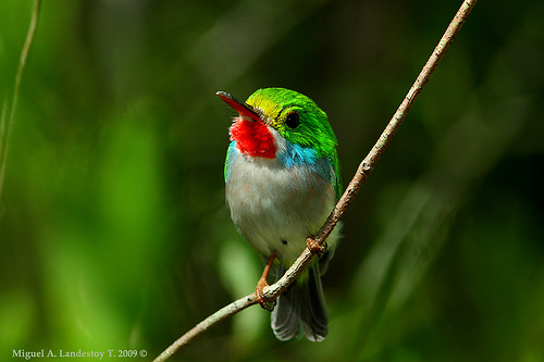 Cuban tody burung endemik Kuba