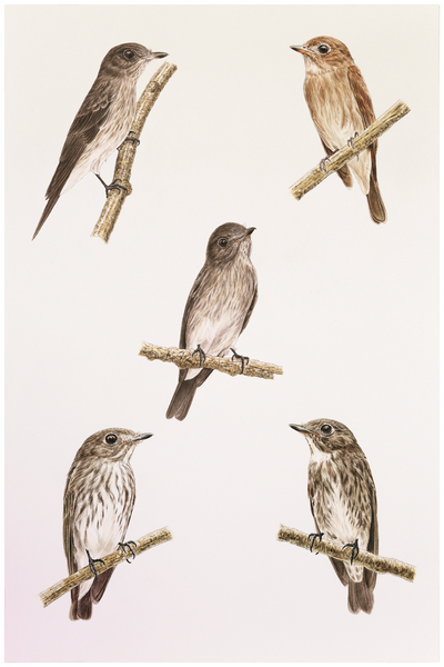 Perbandingan spesies burung Sulawesi streaked flycatcher (kiri atas) dengan Asian brown flycatcher (kanan atas), Dark-sided flycatcher (kanan bawah) dan Gray streaked flycatcher (kir bawah)