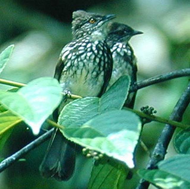 Sepasang burung cucak kerinci yang sulit dibedakan jenis kelaminnya karena mempunyai penampilan serupa