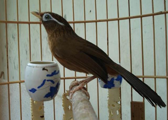 Burung hwamei jantan banyak dicari lantaran memiliki suara yang bervariasi dan bersifat fighter