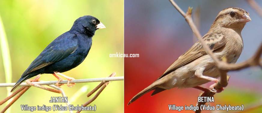 Perbedaan jantan dan betina burung village indigo