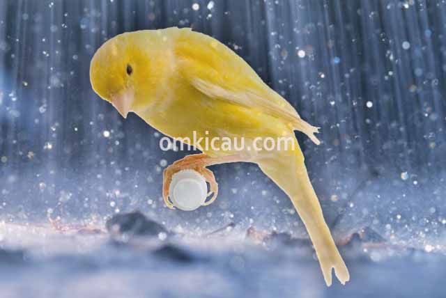 Menjaga kondisi dan suhu tubuh burung kenari di waktu musim hujan