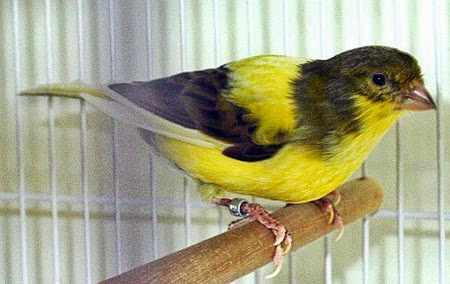 Kuku atau paruh burung yang panjang bisa menghambat aktivitas burung