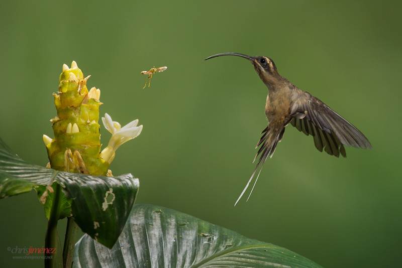 Burung kolibri paruh panjang dari Kosta Rika