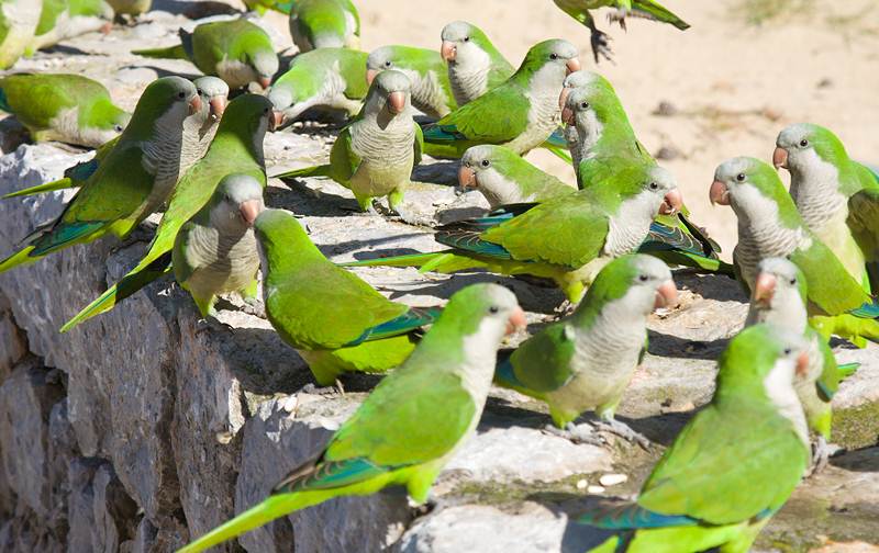 Monk parakeet, burung hama yang pintar meniru berbagai suara