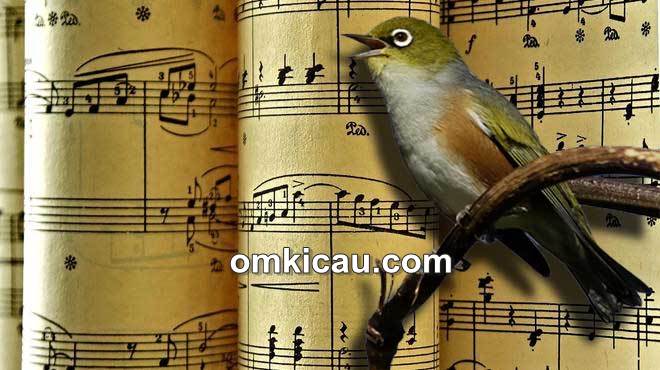 Pengaruh musik klasik terhadap burung peliharaan