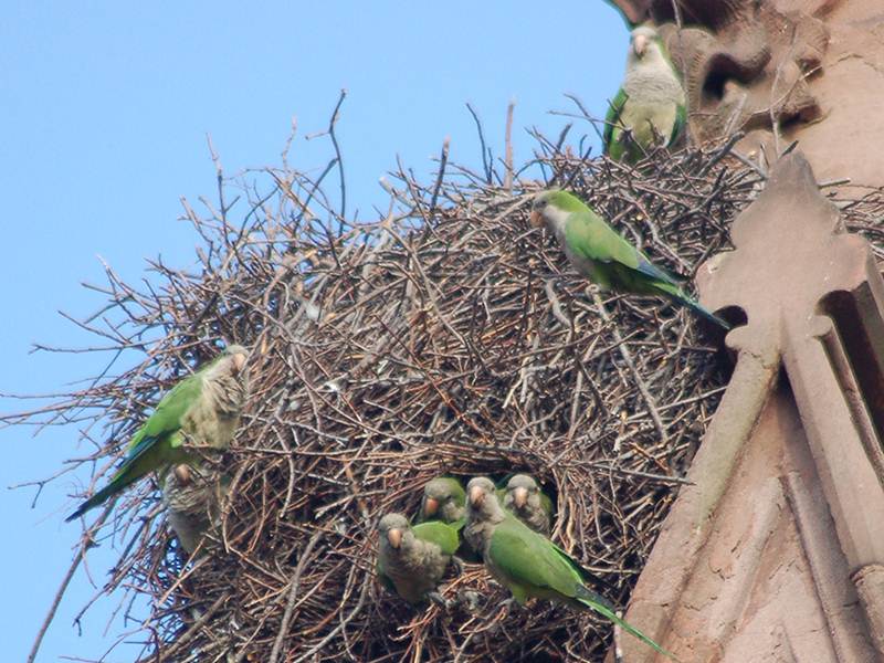 Sarang monk parakeet yang dibangun dari tumpukan ranting pohon dan diisi oleh seluru koloni
