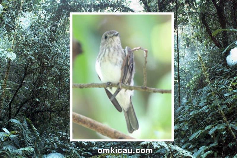 Sulawesi streaked flycatcher, spesies burung baru yang ditemukan di Sulawesi
