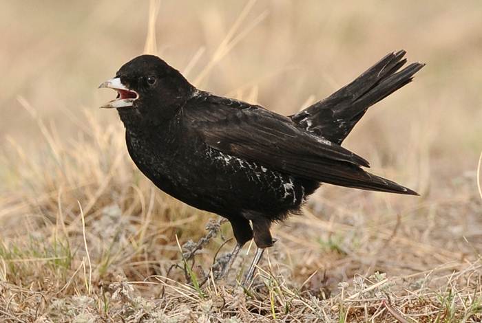 Burung black lark dengan tubuhnya yang berwarna hitam | foto birdwatch.co.uk