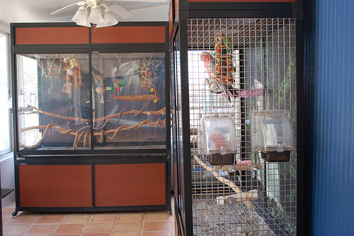 Kandang aviary indoor dengan menggunakan flexi glass atau akrilik membuat penampilan kandang menjadi lebih elegan | Foto Jamieleigh