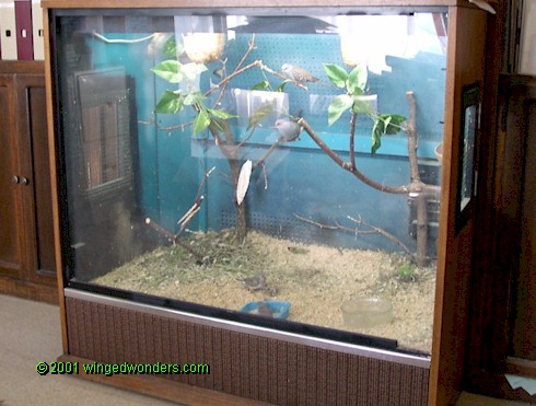 Kandang aviary transparan dengan menggunakan fleixiglass membuat burung seperti berada di habitatnya