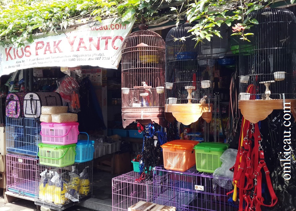 Kios Pak Yanto (Kios No. 7) Pasar Satwa dan Tanaman Hias Yogyakarta (Pasthy), Jl. Bantul KM 1, Dongkelan, Yogyakarta, Telp. 081 9040 99566 atau 087 7386 55511.