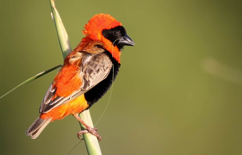Red bishop atau Southern red bishop (Euplectes orix), salah satu jenis burung yang termasuk keluarga burung manyar