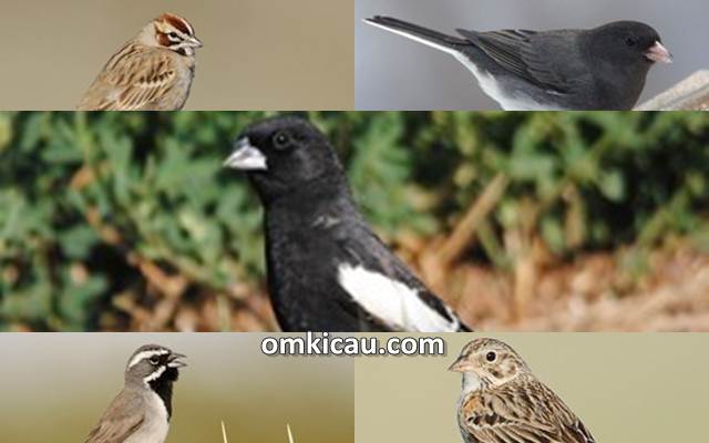 Ragam suara american sparrow untuk masteran