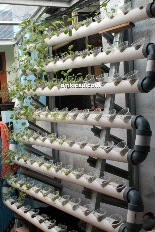 Breeding kenari JrC BF Jakarta - sayuran hidroponik untuk kenari