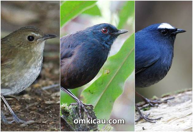 Tiga jenis burung cingcoang dan ragam suara kicauannya