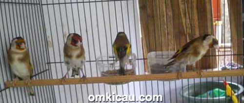 Goldfinch koleksi Raja Parkit Bumen