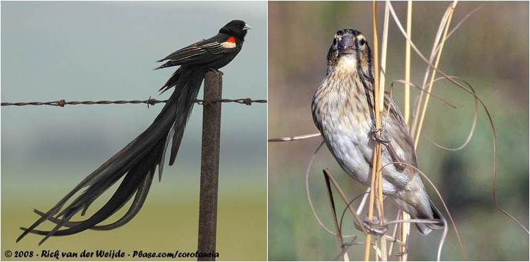 Burung long-tailed widowbird jantan (kiri) dan burung betina