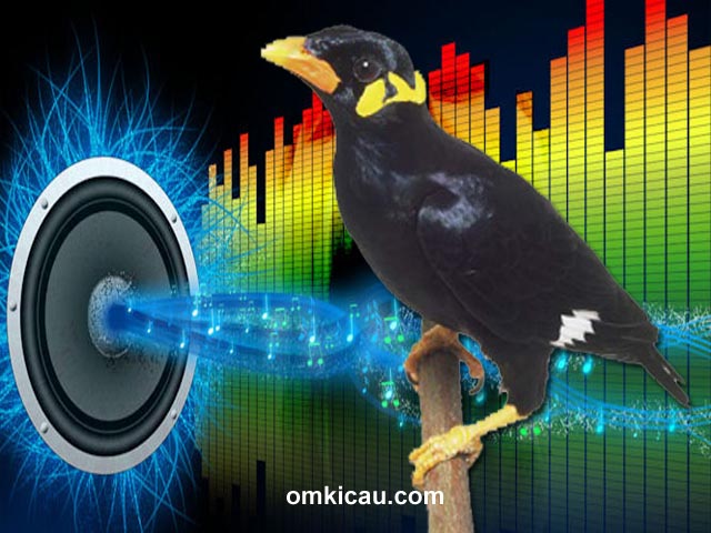 Audio masteran spesial untuk burung beo