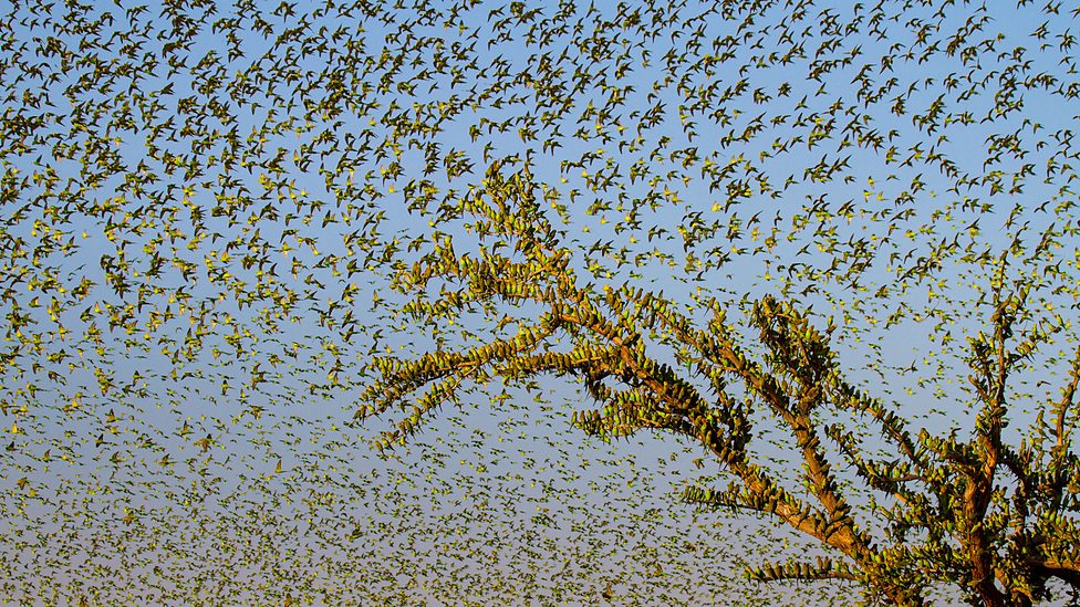 Ribuan burung parkit di habitatnya di Australia