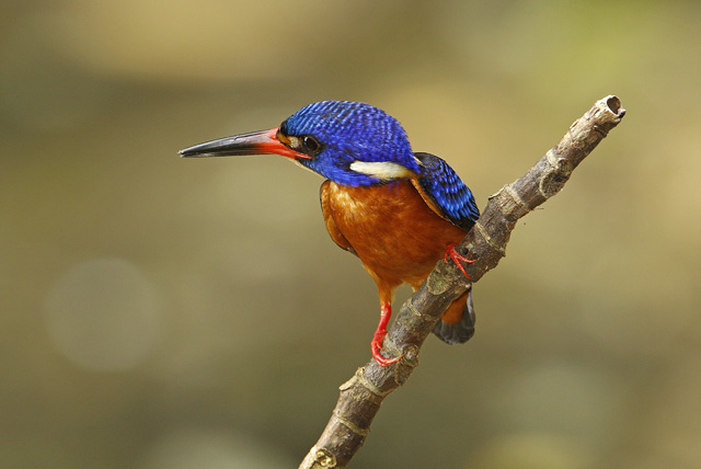 Raja udang meninting atau Blue-eared kingfisher