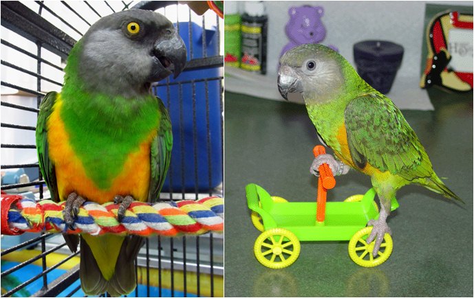 Senegal parrot banyak dipelihara untuk ditangkarkan dan dilatih atraksi