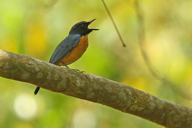 Burung sikatan tanahjampea endemik Pulau Tanah Jampea, Sulawesi Selatan
