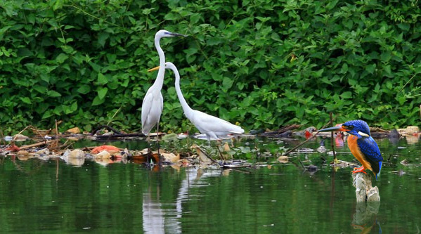 Pencemaran sungai dan rusaknya habitat menjadi ancaman bagi kelangsungan hidup satwa liar, termasuk burung raja udang meninting