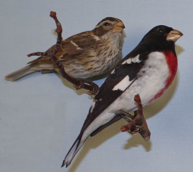 Burung betina (kiri atas) dan burung rose-breasted grosbeak