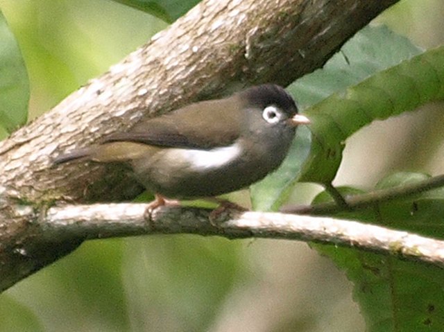 Black-capped speirops