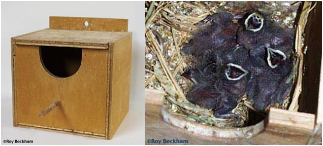 Bentuk kotak sarang yang digunakan dan anakan burung red-headed finch.