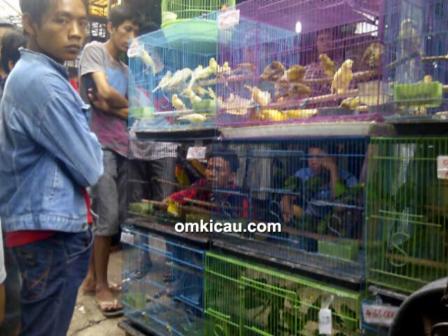 Pasopati Bird Shop Jakarta