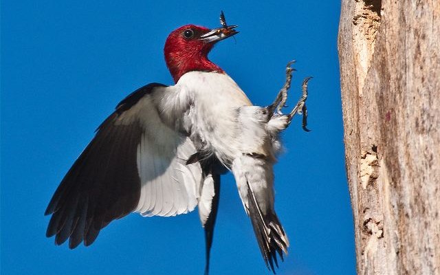 Pelatuk kepala merah atau Red-headed woodpecker (Melanerpes erythrocephalus)