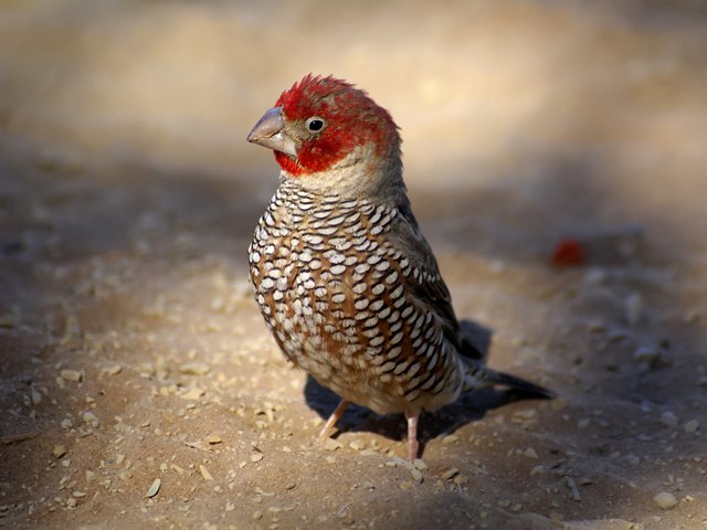 Red-headed finch (Amadina erythrocephala).