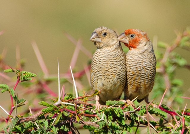 Burung jantan (kanan) dikenali dari warna merah pada kepalanya | Foto: Getty Images
