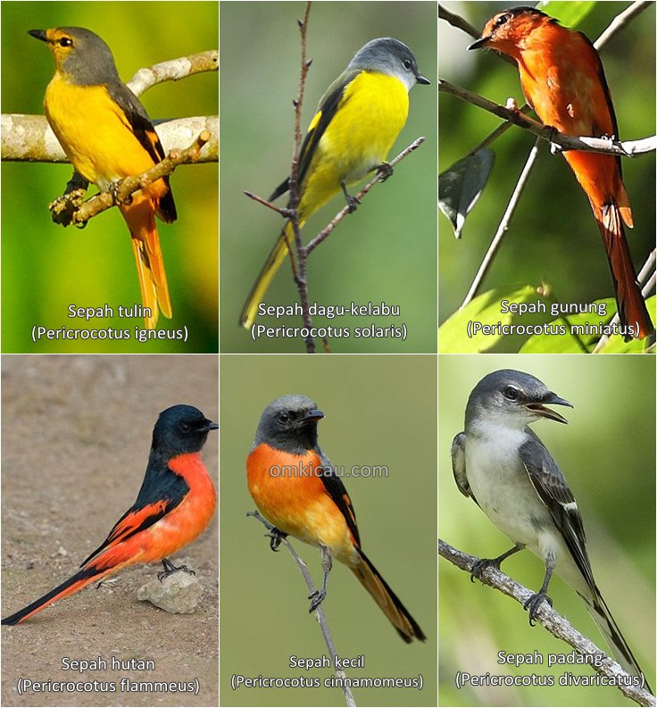 Enam spesies burung sepah dan suara kicauannya