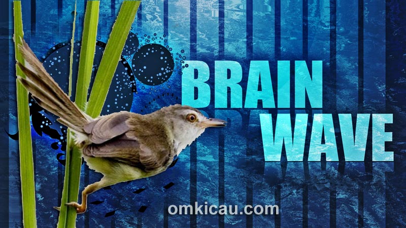 Audio brainwave untuk burung bakalan