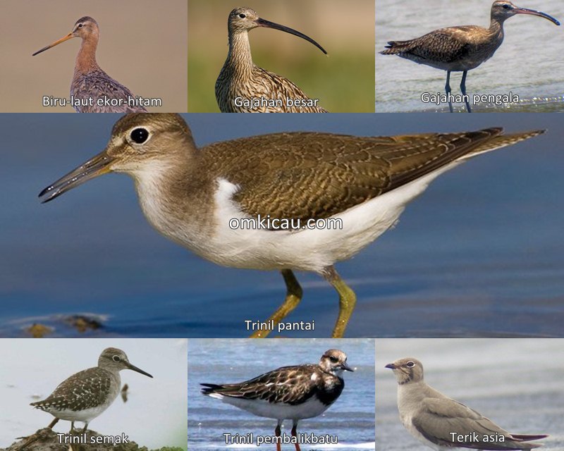 Tujuh audio burung pantai yang unik dan menarik untuk masteran