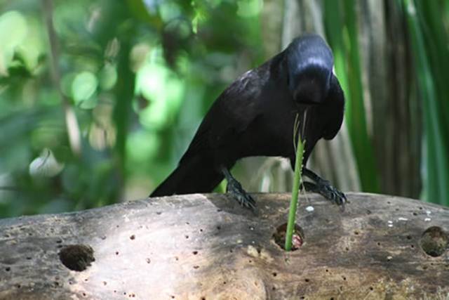 Burung gagak menggunakan ranting sebagai alat untuk mendapatkan makanan