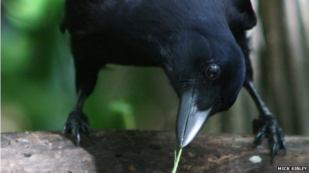 Burung gagak kaledonia yang terkenal dengan kecerdasannya memanfaatkan peralatan untuk mencari makan