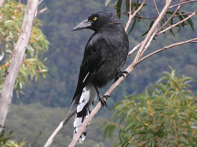 Pied curawong