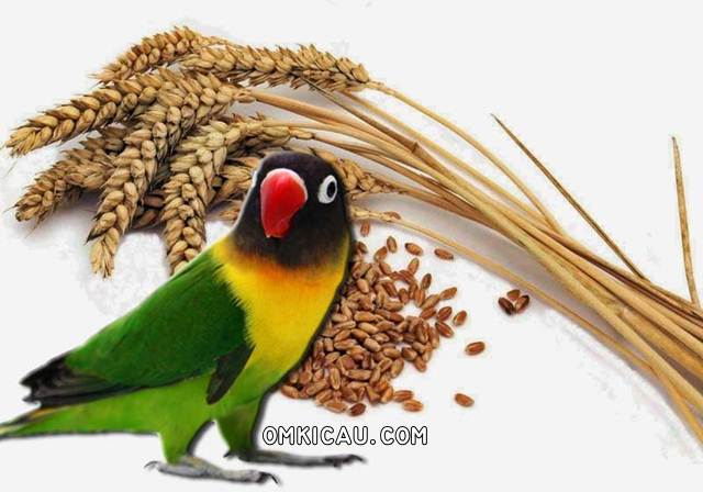 Biji gandum dan beragam manfaatnya untuk burung peliharaan