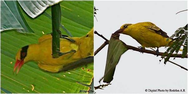 Burung kepodang yang gemar memakan ulat daun pisang