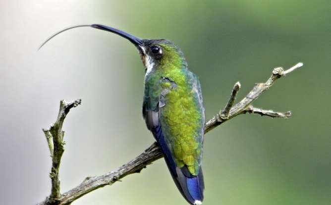 Burung kolibri dengan lidah yang sama panjang dengan ukuran paruhnya