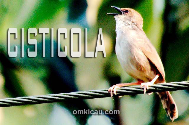 Audio lima jenis burung cisticola untuk masteran