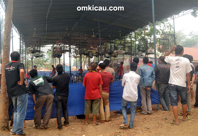 Oriq Jaya Cup - Kelas murai batu full gantangan